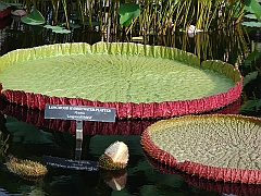 291 Longwood Gardens [2008 August 23]